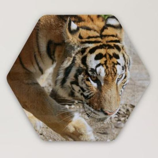 bf341-38CmX34Cm6각형_카리스마호랑이의눈빛