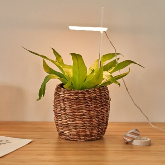 식물 전구 다육이 엔젤링 LED 무드등 성장조명