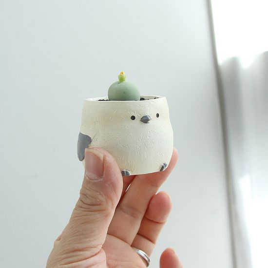 아프리카 식물  코노피튬 칼큘러스 오목눈이화분