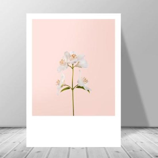 핑크 하얀 오렌지꽃 식물 인테리어 액자