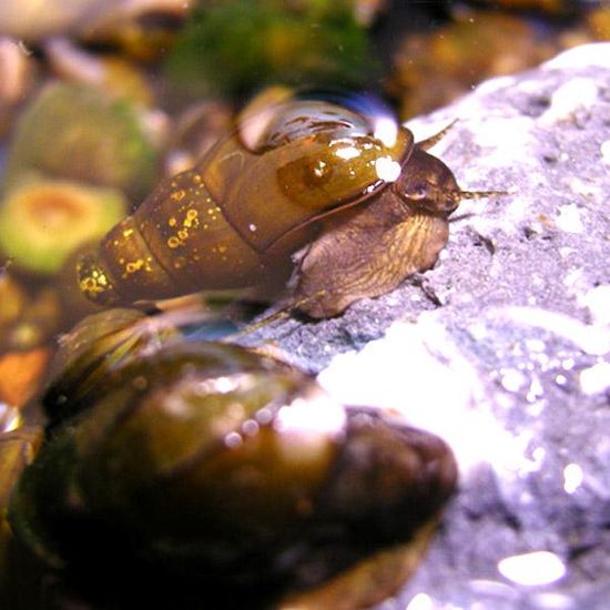 [산지직송]충북영동 배면식님의 금강 생다슬기 1kg