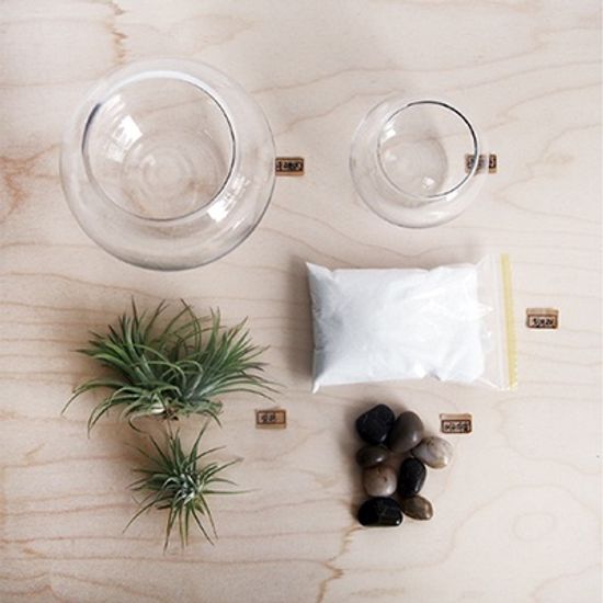 My Greenery 틸란드시아 테라리움 DIY(라지)