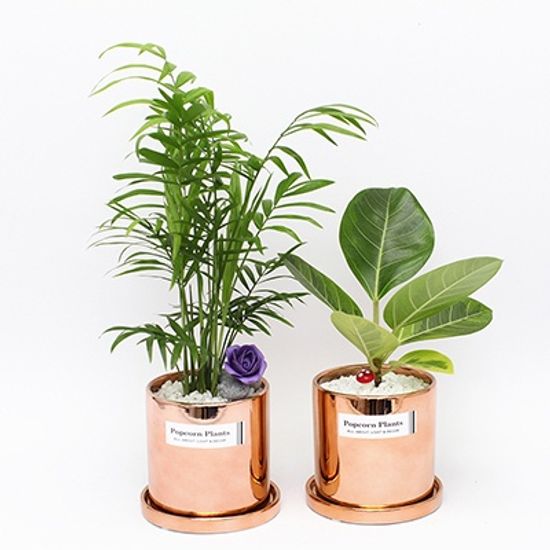 육각화분스탠드+Copper화분(고무나무) 세트