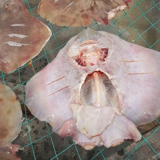[가락마켓]자연산 반건조 간재미 1kg (4-6미)