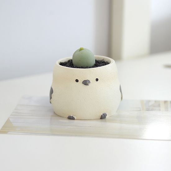 아프리카 식물  코노피튬 칼큘러스 오목눈이화분