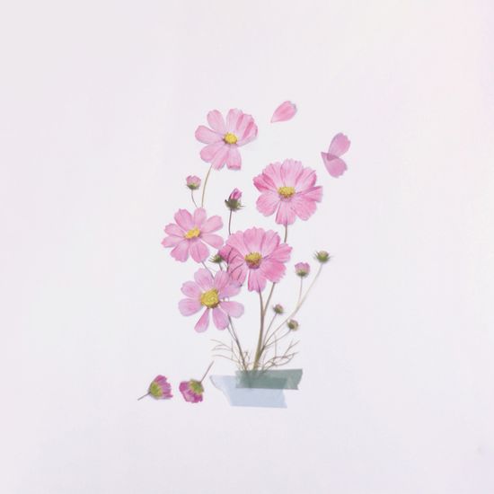 압화스티커_코스모스