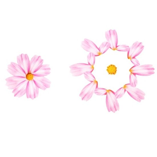 코스모스카드(2color)