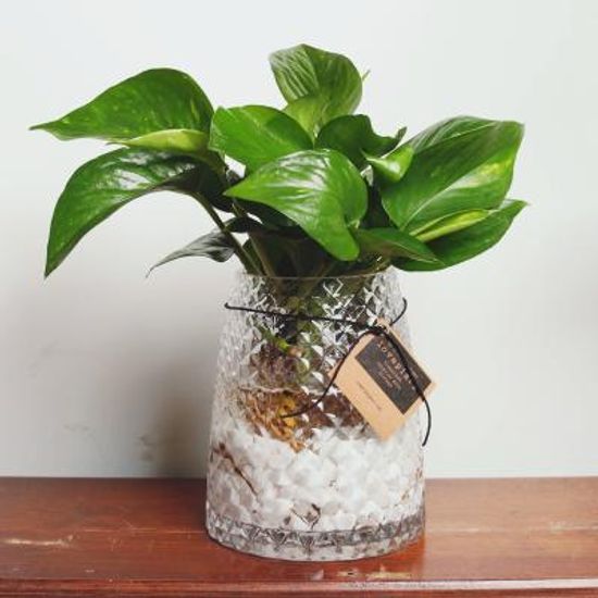 수경재배식물 스킨답서스 앤틱 다이아몬드 미니화분