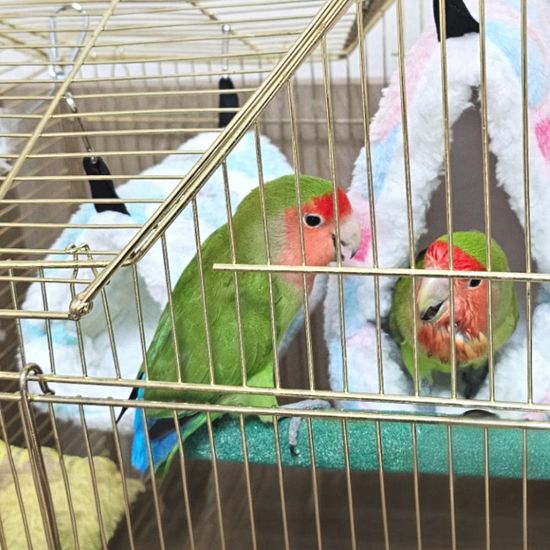 PARABU-2416-하트둥지 앵무새 포치 소(WFDEE5C)