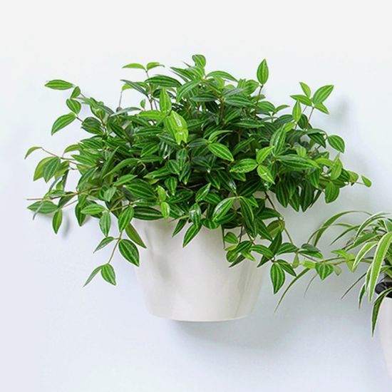 실내정원 자동급수 벽걸이 화분 5p세트 저면관수 원형