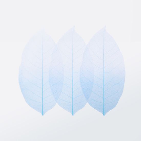 스티키리프_투명버치(Orange,S)