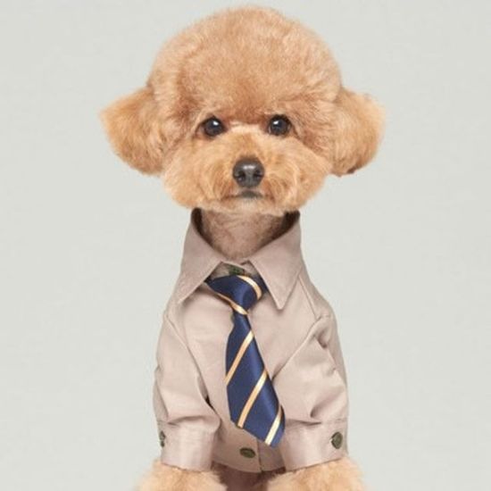 애완견 반려 동물 외출 턱시도 깔끔 젠틀 셔츠 베이지