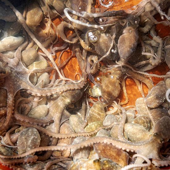 국내산 여수 급랭 낙지 10팩 (팩당 250g 2-4미내외)