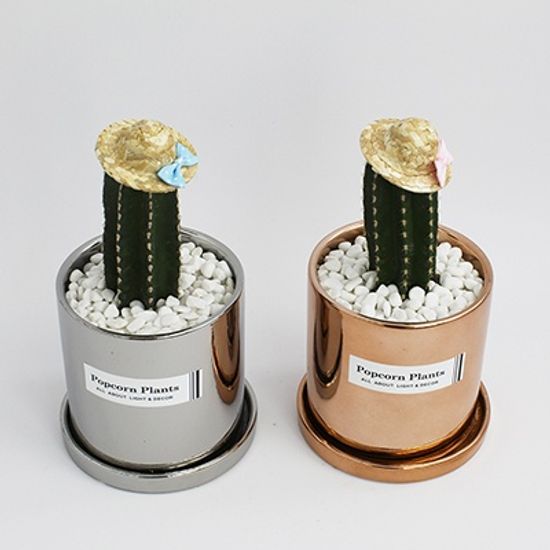 코퍼&이클레 백운각 선인장