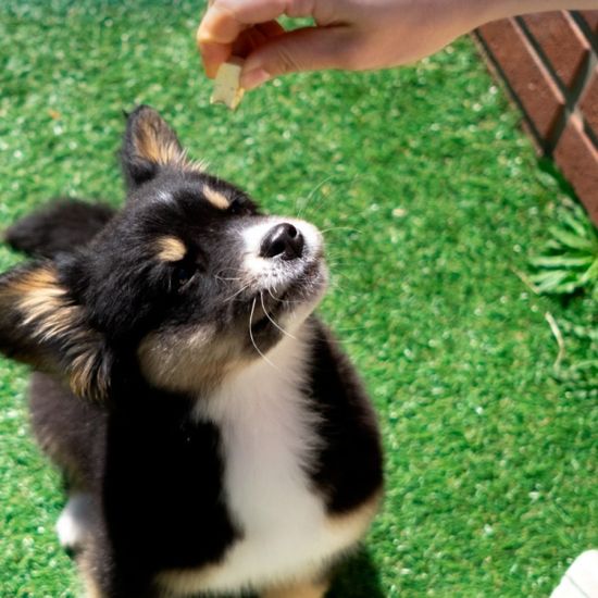 슈퍼포우 동결건조 사료 오리후레이크 180g 강아지