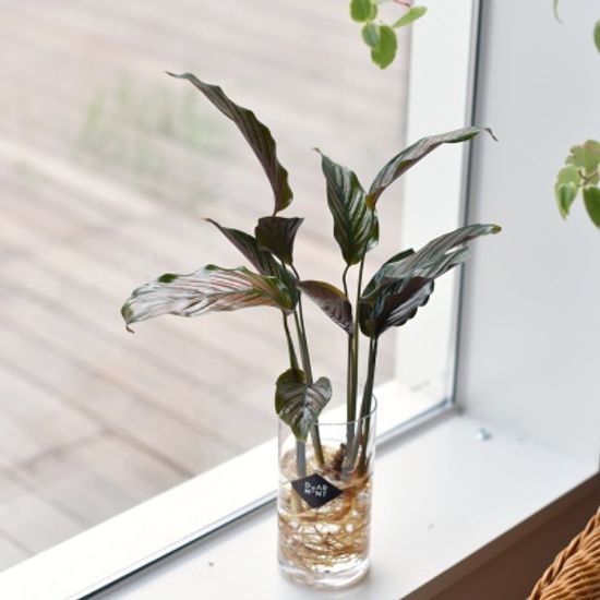 칼라테아 진저 공기정화 식물 수경식물 화병