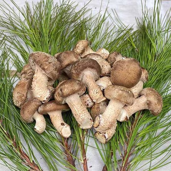 공주 산지직송 국내산 송향 버섯 기본형 500g 1kg