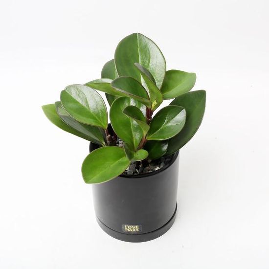 홍페페 실내공기정화식물 카페 인테리어 화분