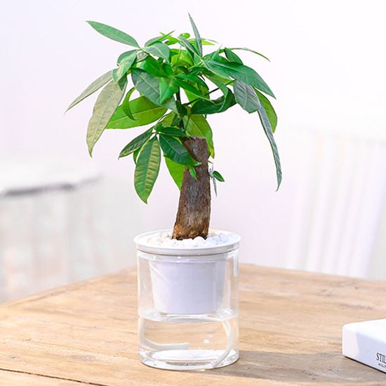 저면관수 수경재배 화분 자동급수화분 H228-O