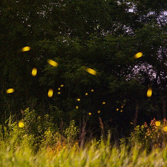 Firefly 마스킹 테이프