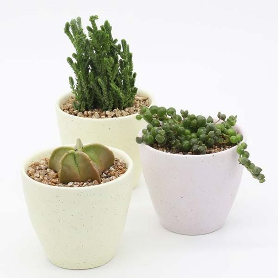 인테리어 반려식물 다육이 분갈이 파스텔 도자기 화분