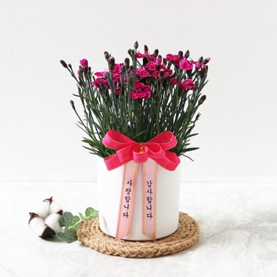 [리본증정] 어버이날  생화 카네이션 화분