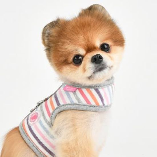 쥬쥬 하네스 J(NAUA-HJ7629)