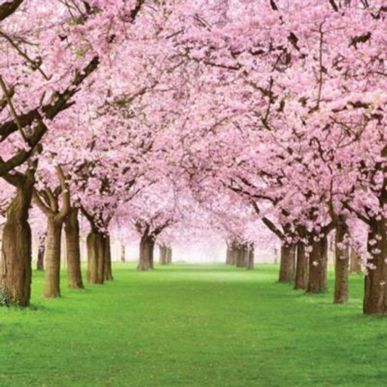 벚꽃나무 정원 [2000피스/직소퍼즐/PK2000-M3207]