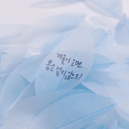 스티키리프_투명버치(Orange,S)