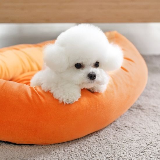 NO알러지 당근 강아지 고양이 쿠션 방석