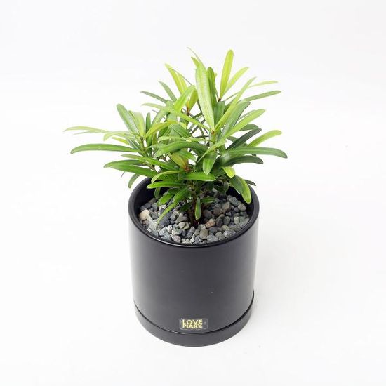 나한송 실내공기정화식물 카페 인테리어 화분