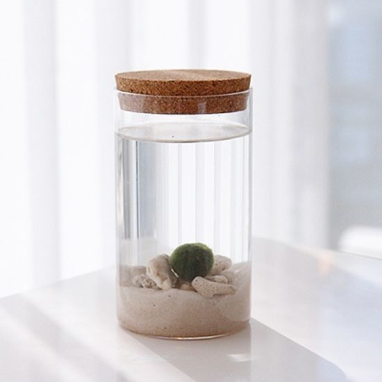 카리브해 테마 마리모 DIY 세트(마리모:소)