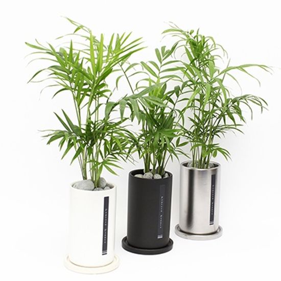 BSW-테이블 야자