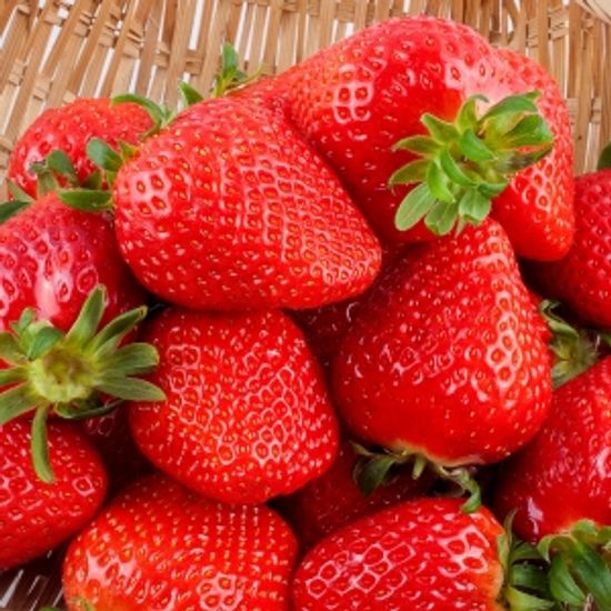 [자연예서] 죽향 딸기 2kg (특)