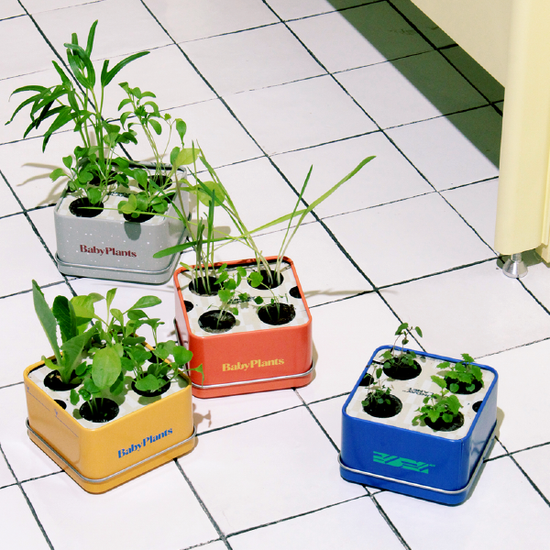 Baby Plants - Kit Cat!