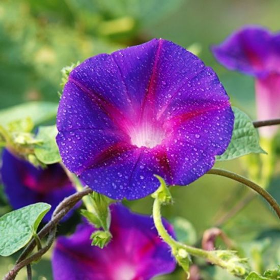 꽃씨앗 원예 야생화 꽃씨 종자 나 W626BFB