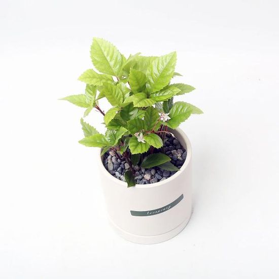 산호수 실내공기정화식물 카페 인테리어 화분