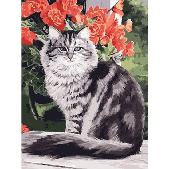 메인쿤 고양이 (캔버스) 명화그리기 30x40