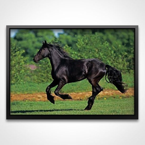 500조각 직소퍼즐▶ 흑마의 질주 (PR3569)