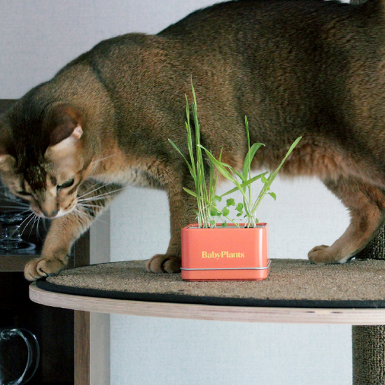 Baby Plants - Kit Cat!