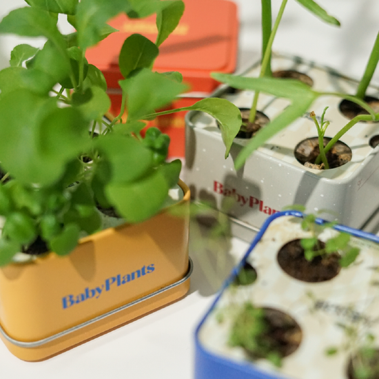 Baby Plants - Taste Test