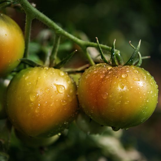 [대한민국농수산] 대저 짭짤이 토마토 2.5kg (M~L)
