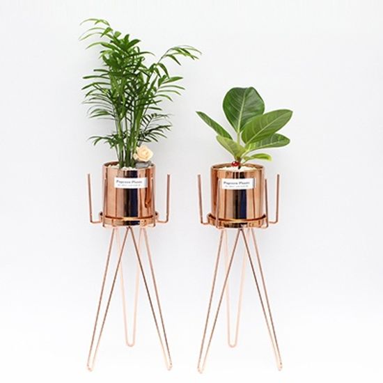 육각화분스탠드+Copper화분(고무나무) 세트