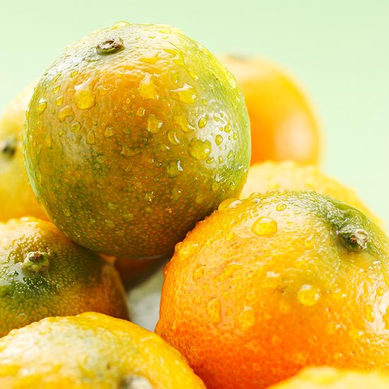 [고랑몰라] 노지 새코미 감귤 5kg (소과)2S