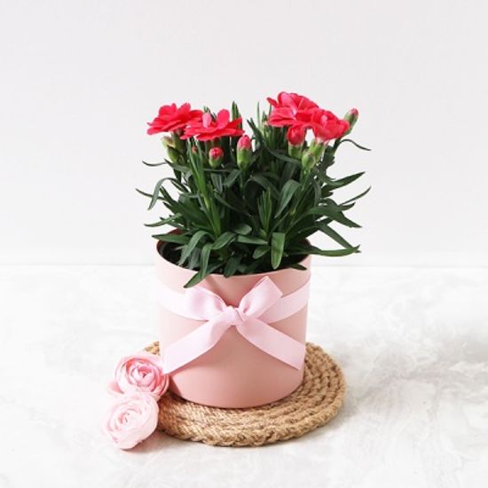[리본증정] 어버이날  생화 카네이션 화분