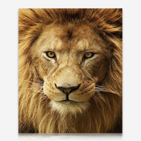 얼큰이 사자 DIY 보석십자수 십자수 비즈세트