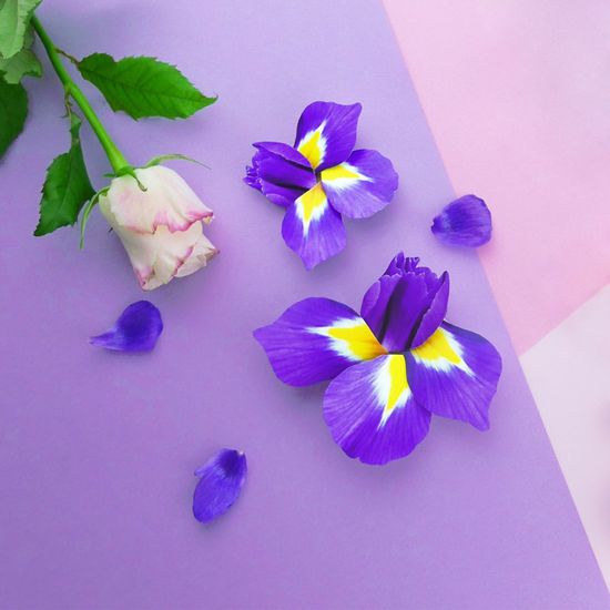 붓꽃(Iris flower) 편지지