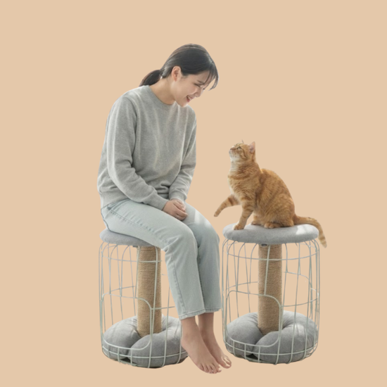 혼자 있는 냥이를 위한 필수템,  놀이 본능을 깨웁