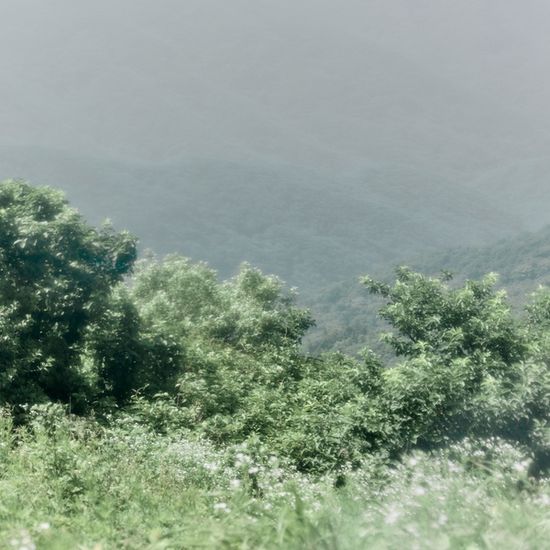 유비유 산오이풀 필로우미스트