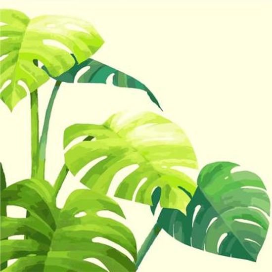 몬스테라 (캔버스) DIY그리기 25x25